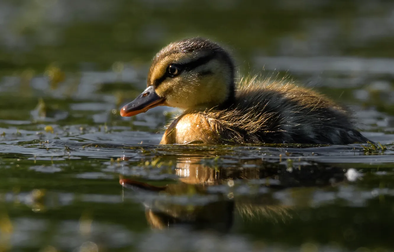 Photo wallpaper water, light, reflection, bird, duck, eyes, baby, duck