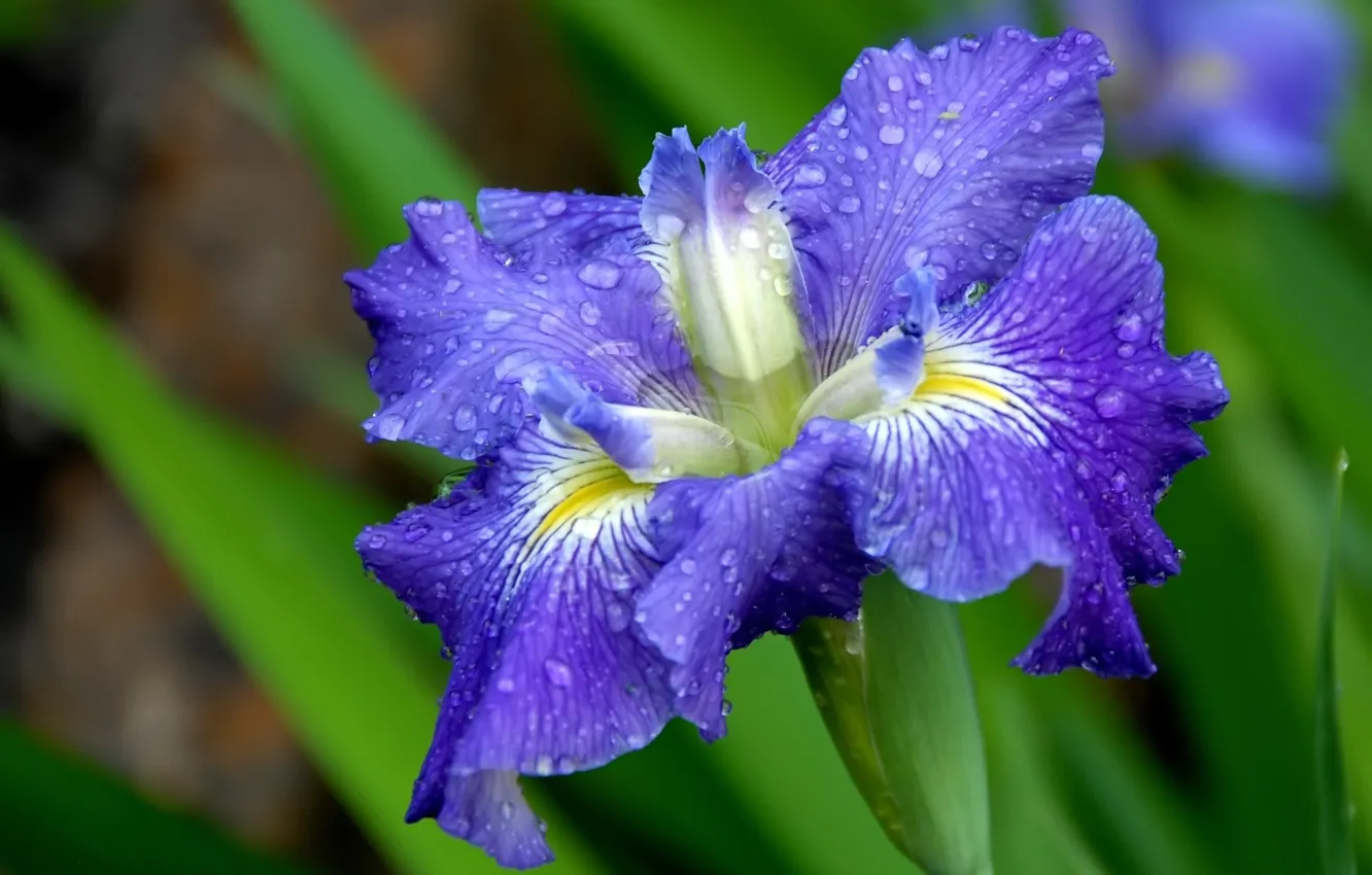 Photo wallpaper Rosa, spring, water drops, iris
