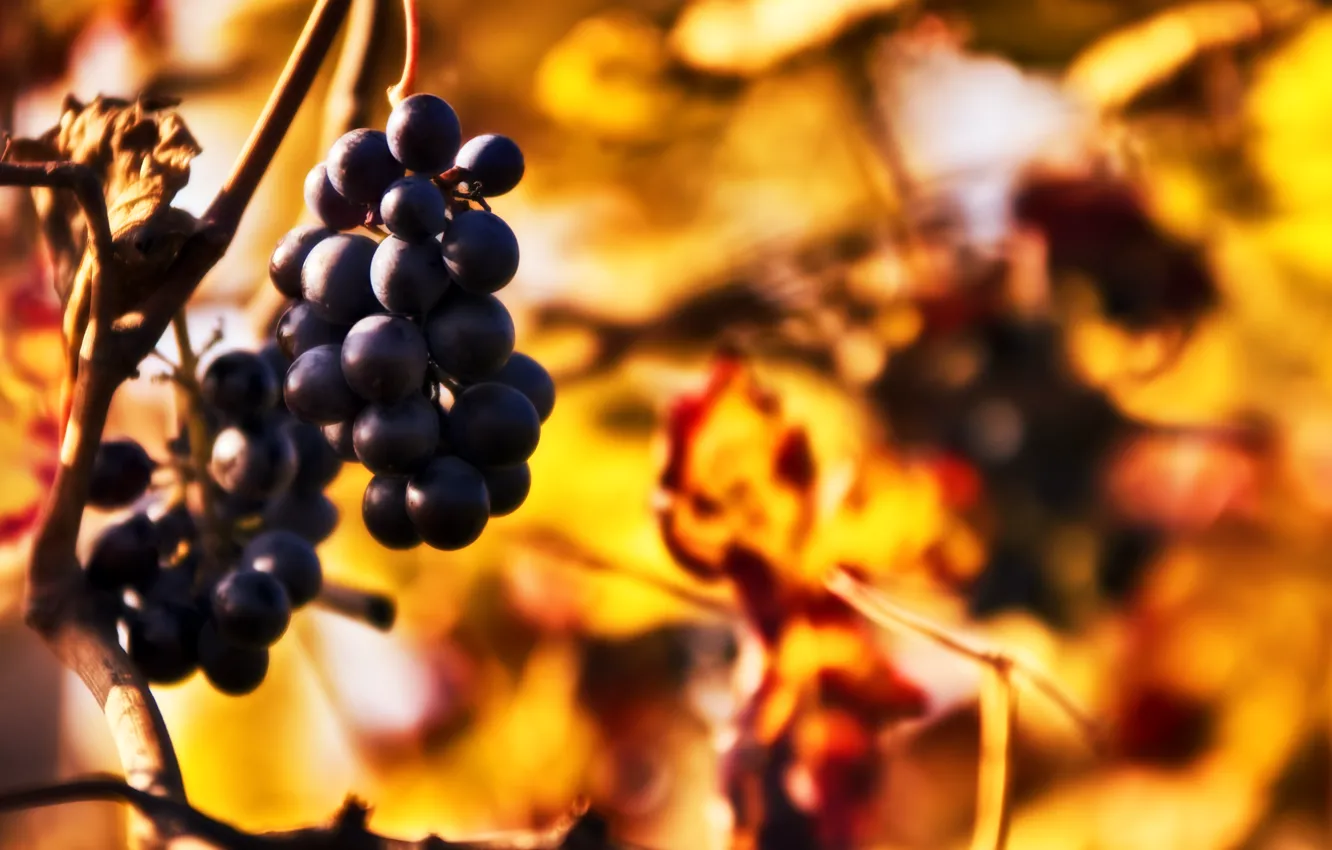 Photo wallpaper autumn, sprig, blur, grapes, bokeh, bunches