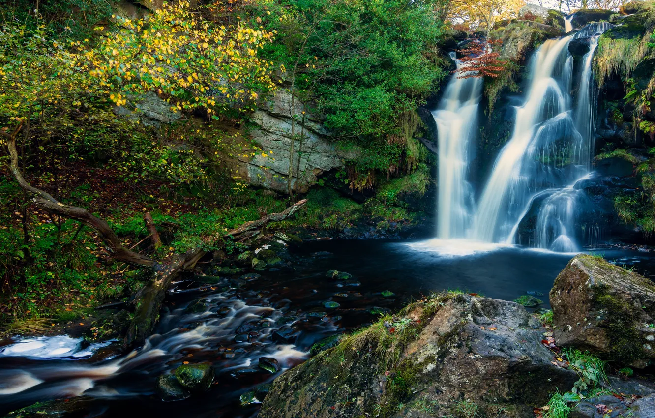 Photo wallpaper autumn, forest, trees, branches, stream, stones, rocks, vegetation
