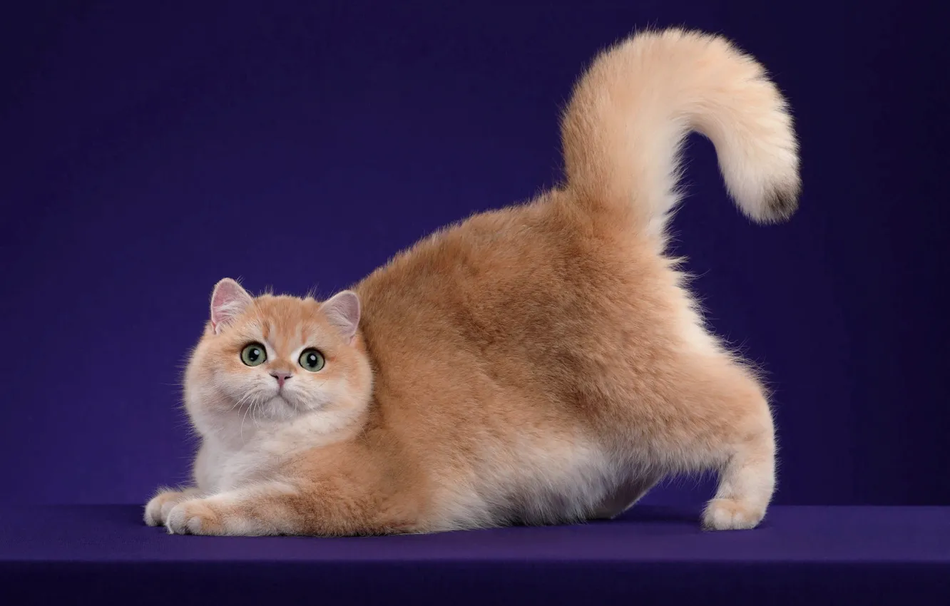 Photo wallpaper cat, cat, pose, animal