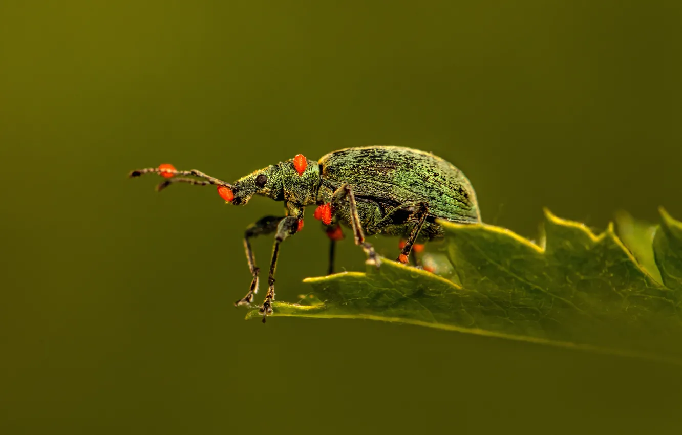 Photo wallpaper Beetle, insect, nature, Beetle, insect, sitting on the leaf, beauty in nature, sitting on a …