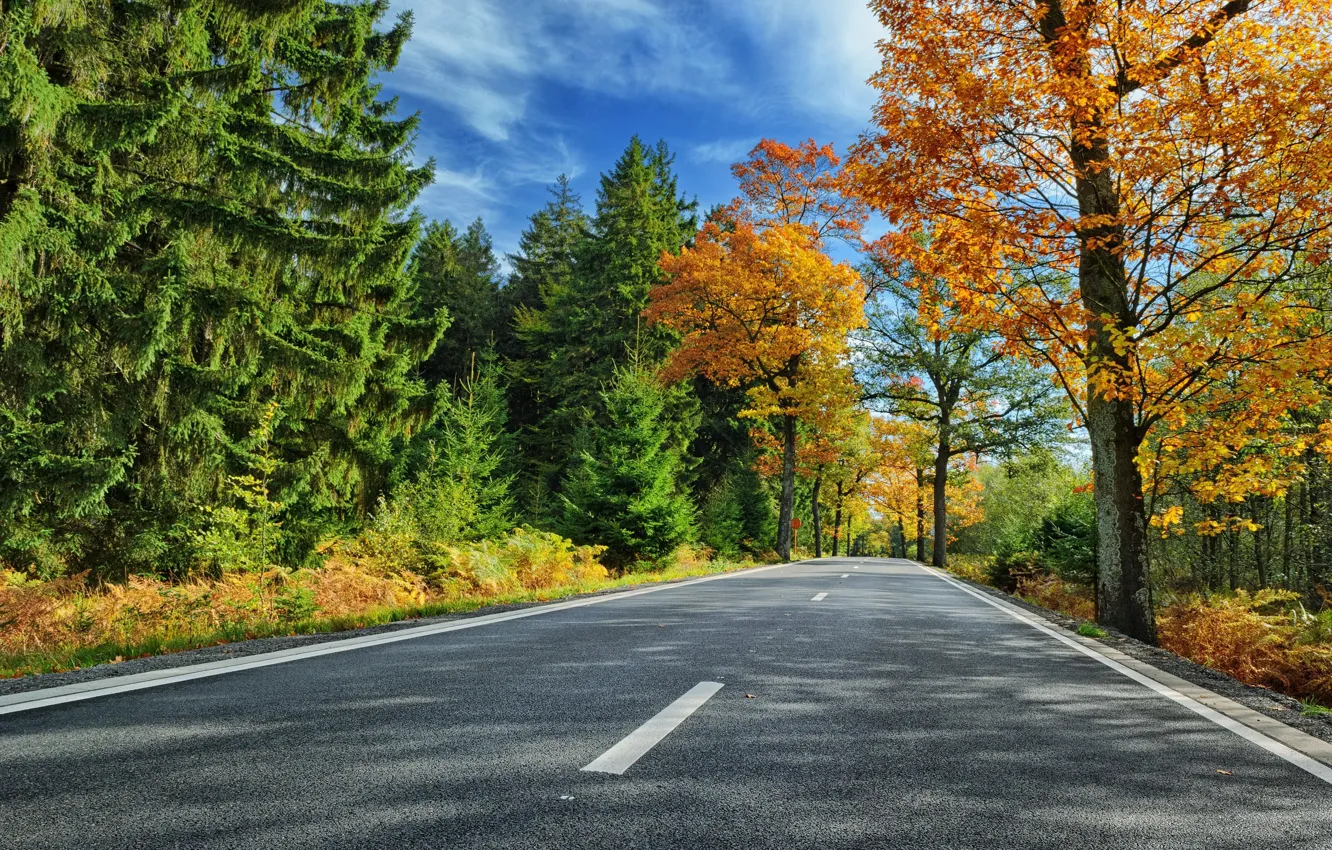 Photo wallpaper road, trees, autumn