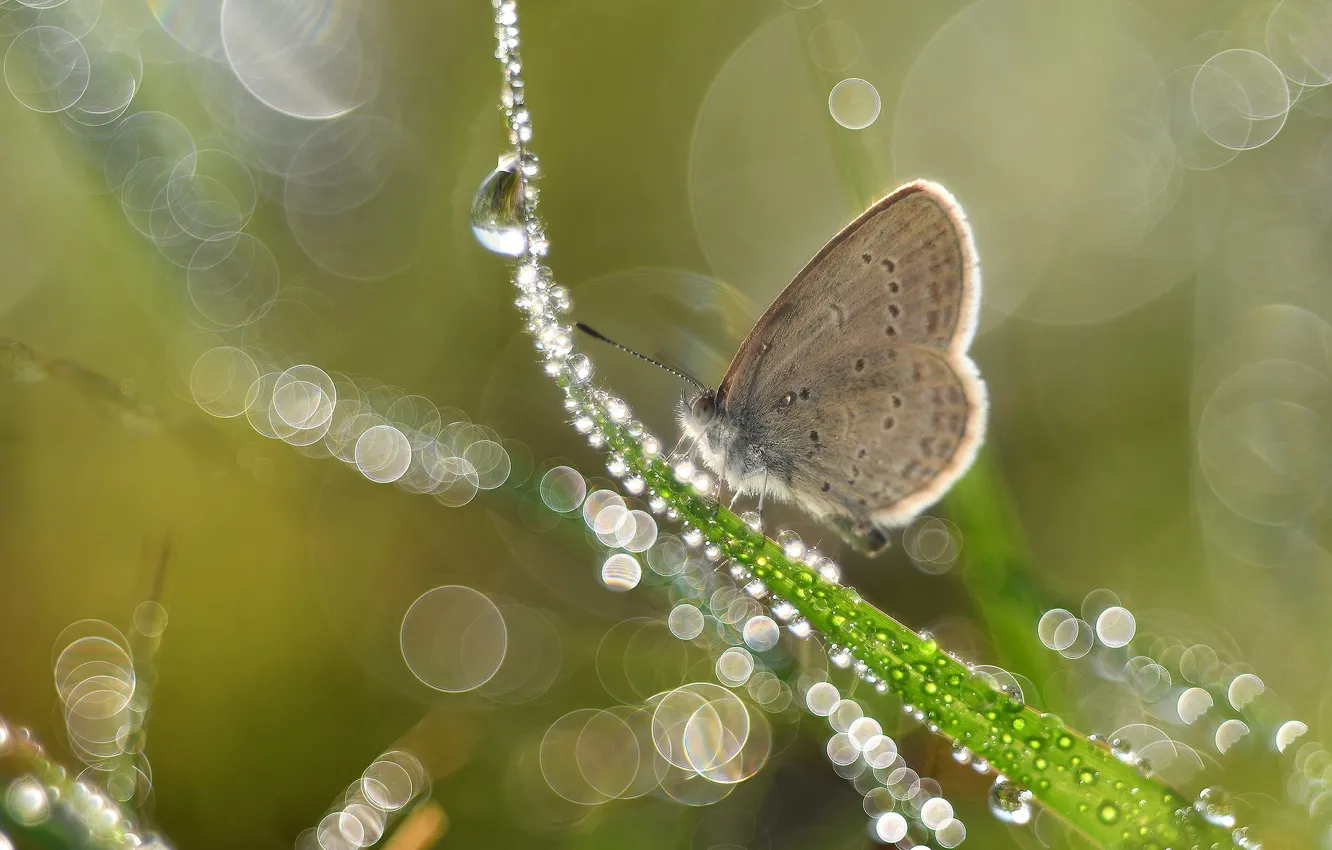 Photo wallpaper grass, drops, macro, light, Rosa, glare, lights, grey