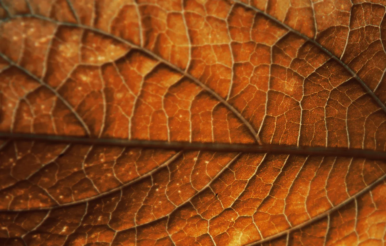 Photo wallpaper autumn, leaves, autumn