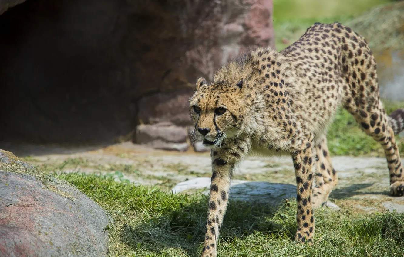 Photo wallpaper predator, Cheetah, grace, wild cat