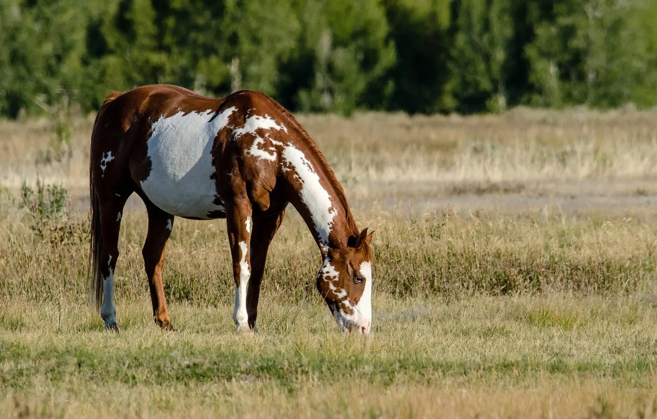Photo wallpaper horse, horse, pasture