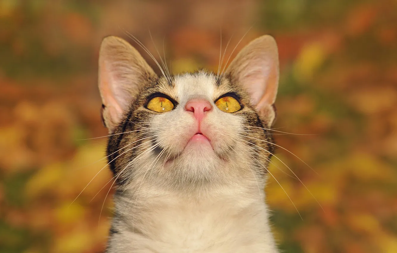 Photo wallpaper cat, eyes, up, blur, looks