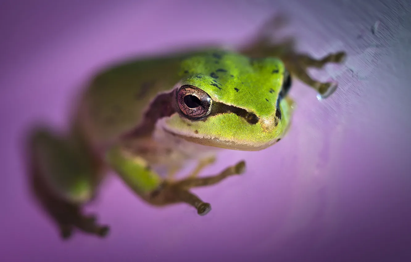 Photo wallpaper eyes, frog, head, amphibian