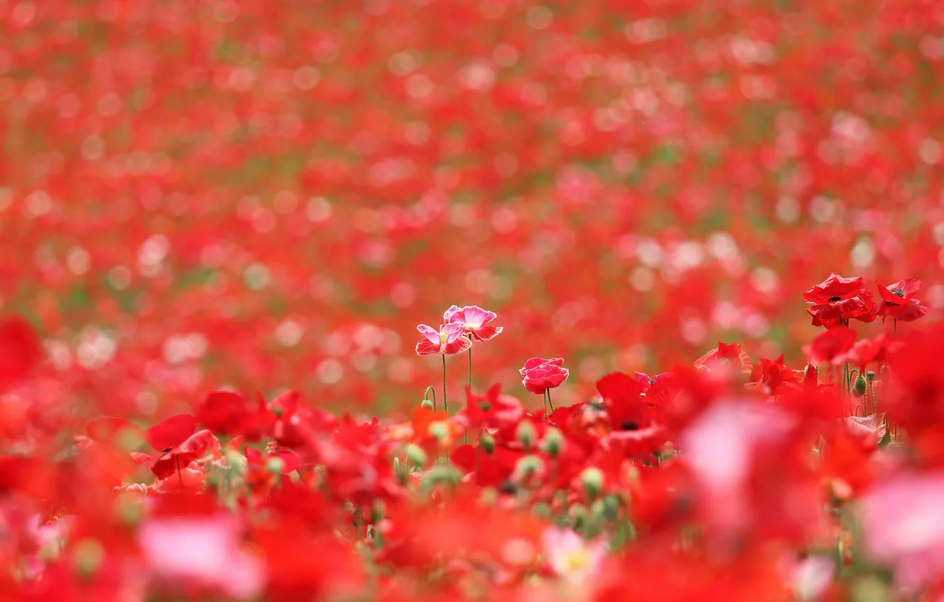 Photo wallpaper field, nature, Maki, petals, meadow