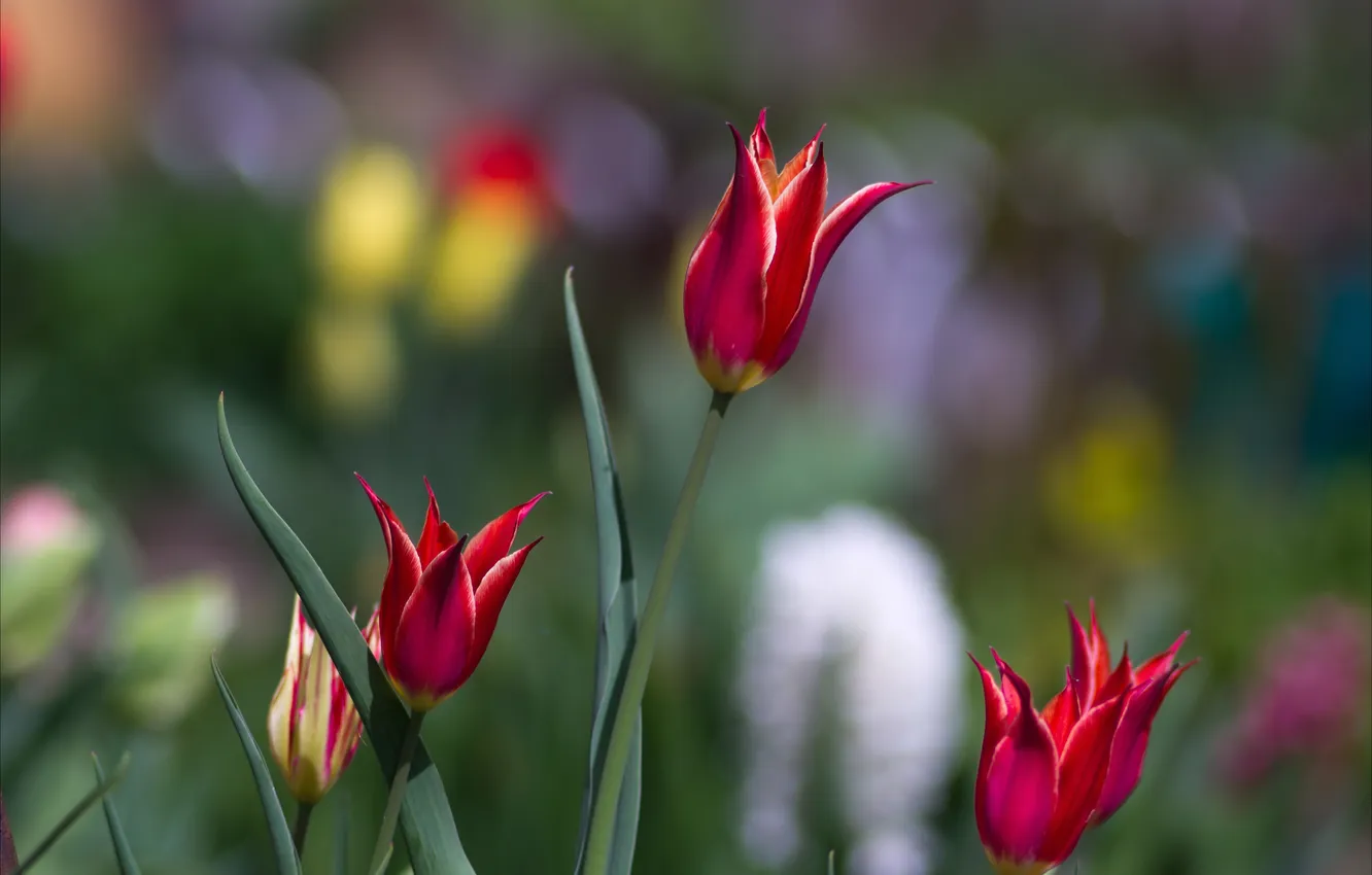 Photo wallpaper flowers, nature, tulips, wild