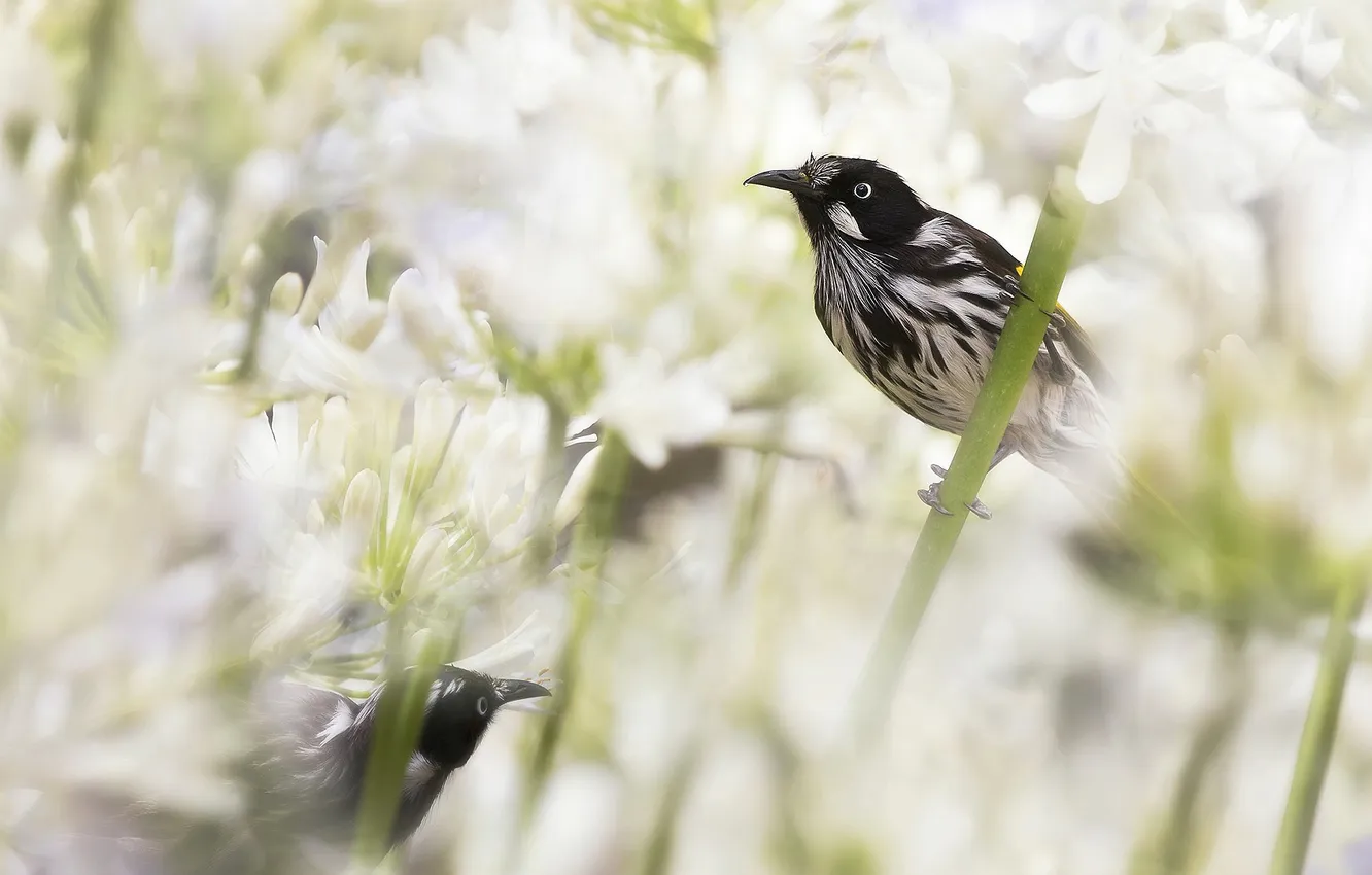 Photo wallpaper flowers, bird, Australia, honeyeater
