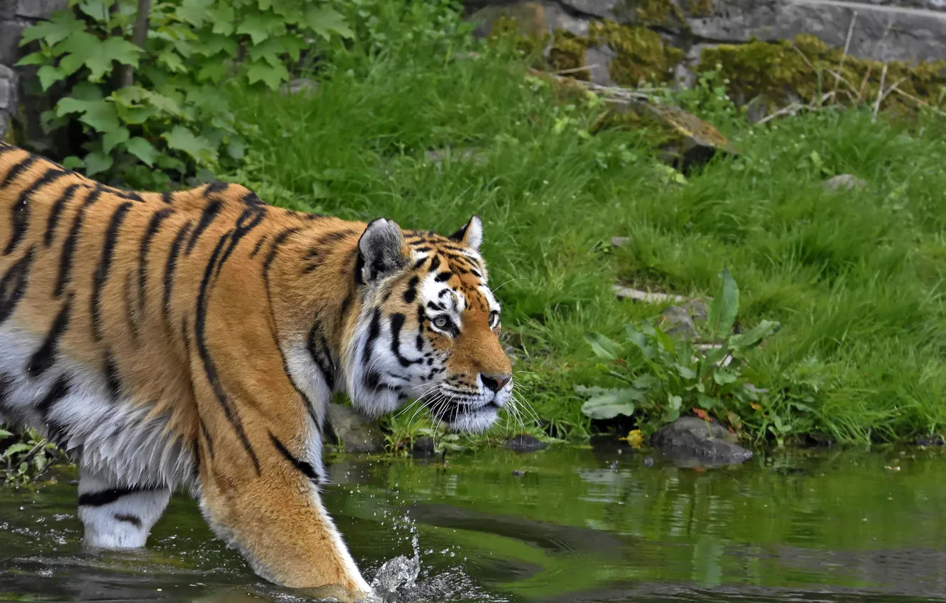 Photo wallpaper cat, grass, look, tiger, pond, Amur