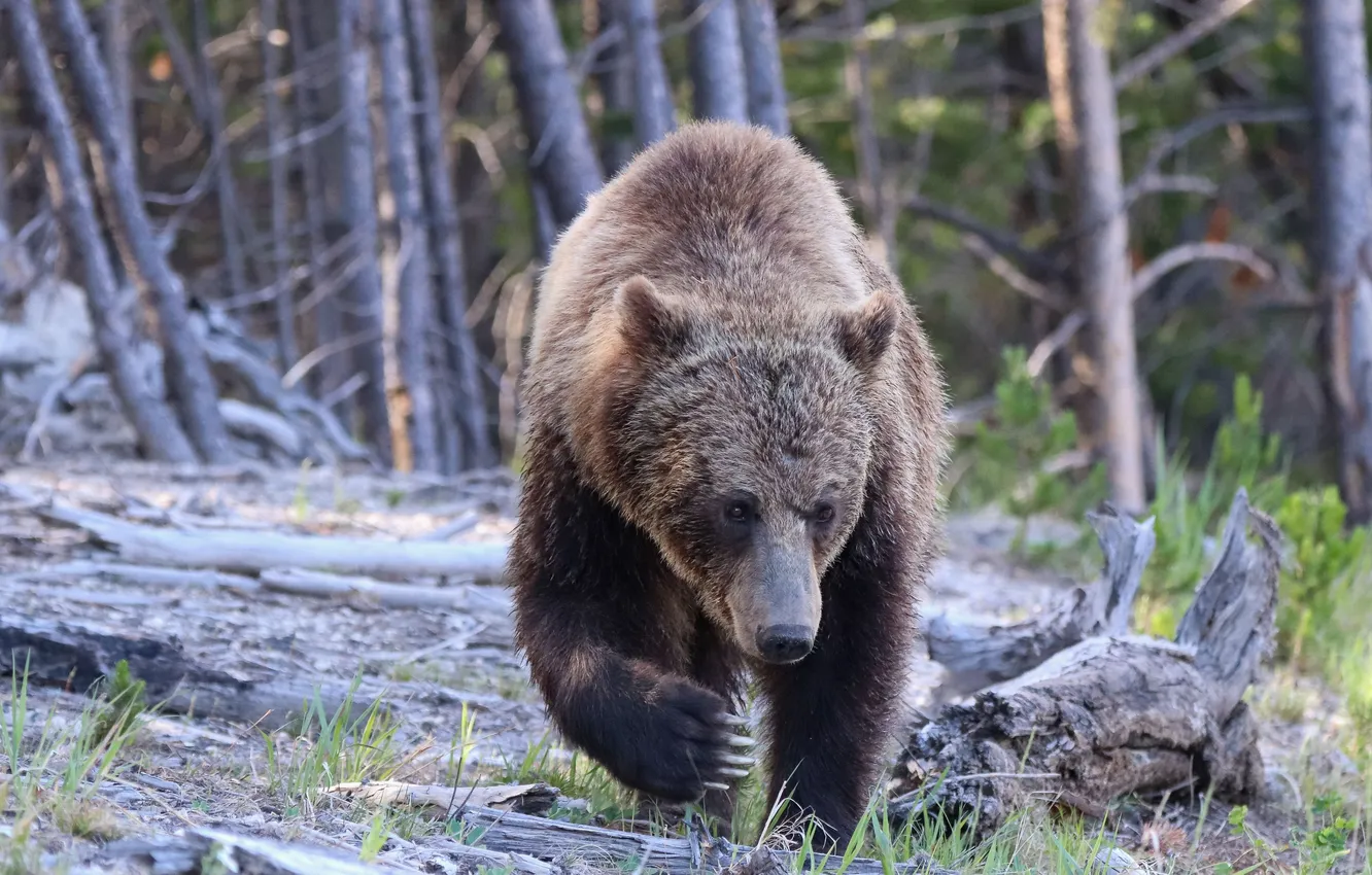 Photo wallpaper bear, wild, paw, animal_