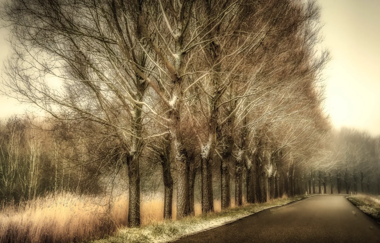 Photo wallpaper road, trees, nature