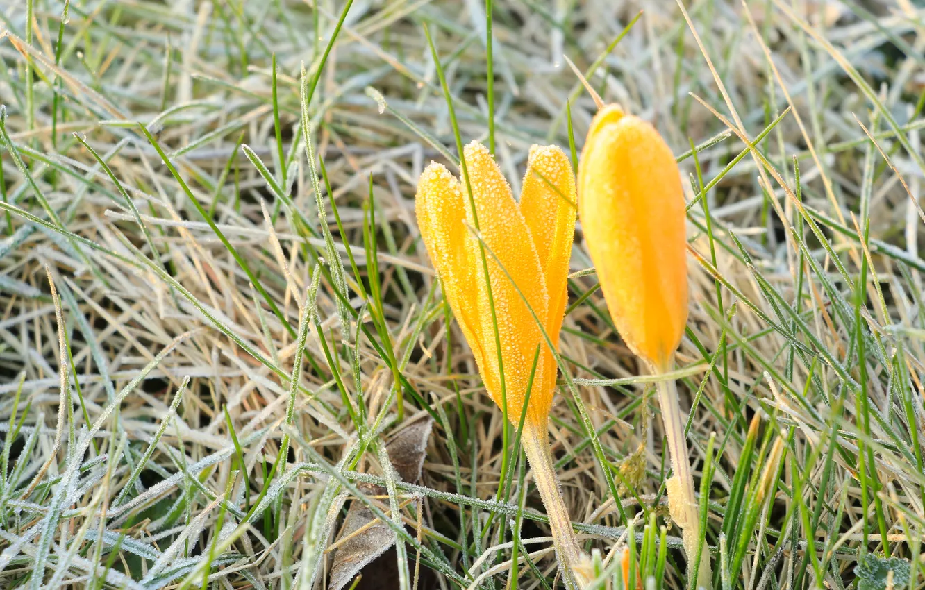 Photo wallpaper flower, spring, Crocus, Yelow