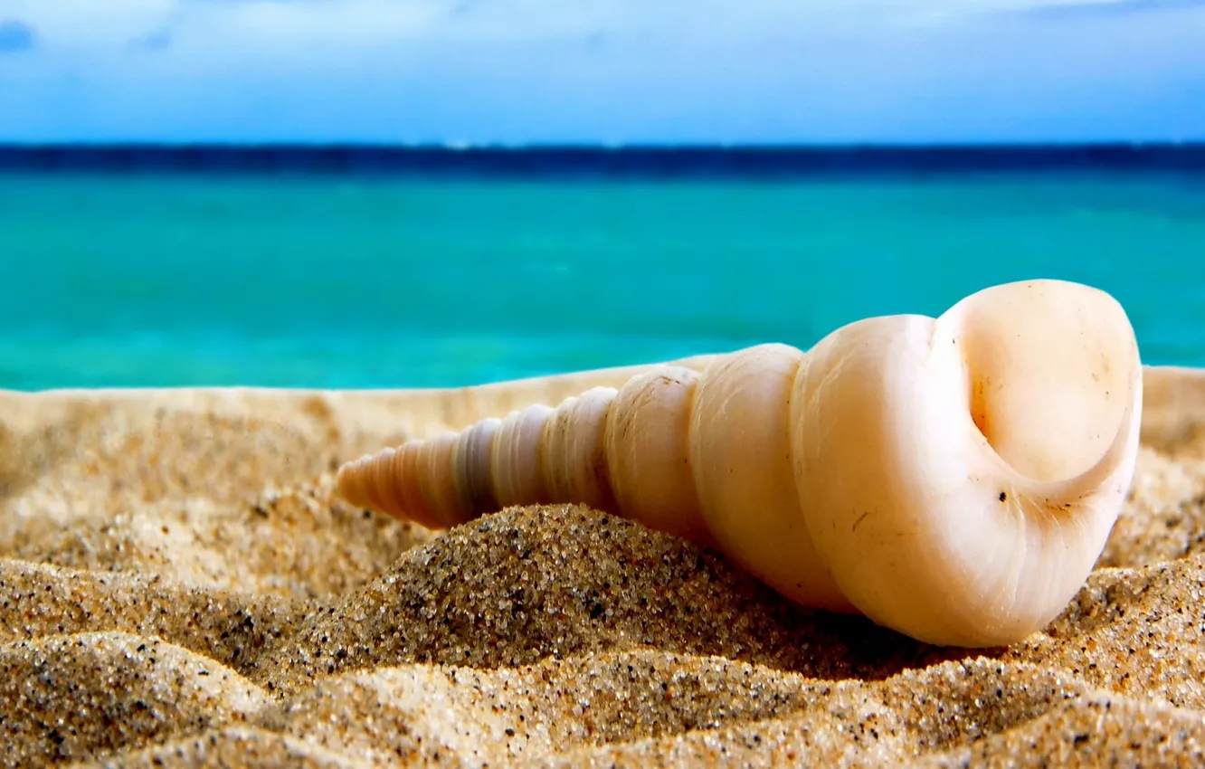 Photo wallpaper sand, sea, background, focus, spiral, horizon, shell