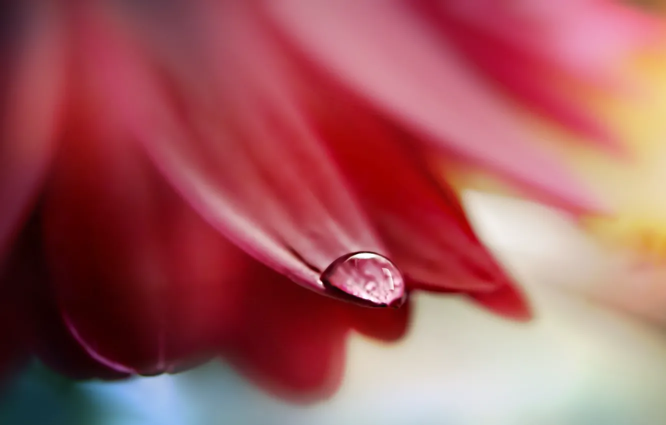 Photo wallpaper flower, drop, petal