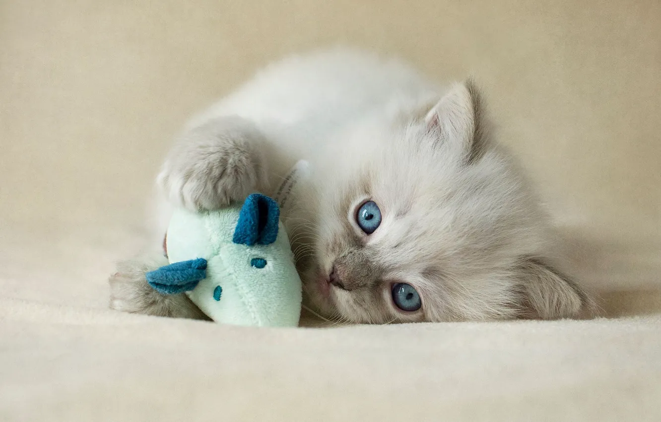 Photo wallpaper cat, kitty, background, toy, the game, fluffy, mouse, mouse