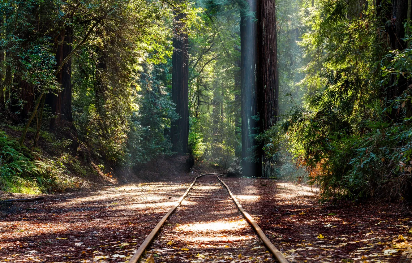 Photo wallpaper forest, trees, rails, railroad