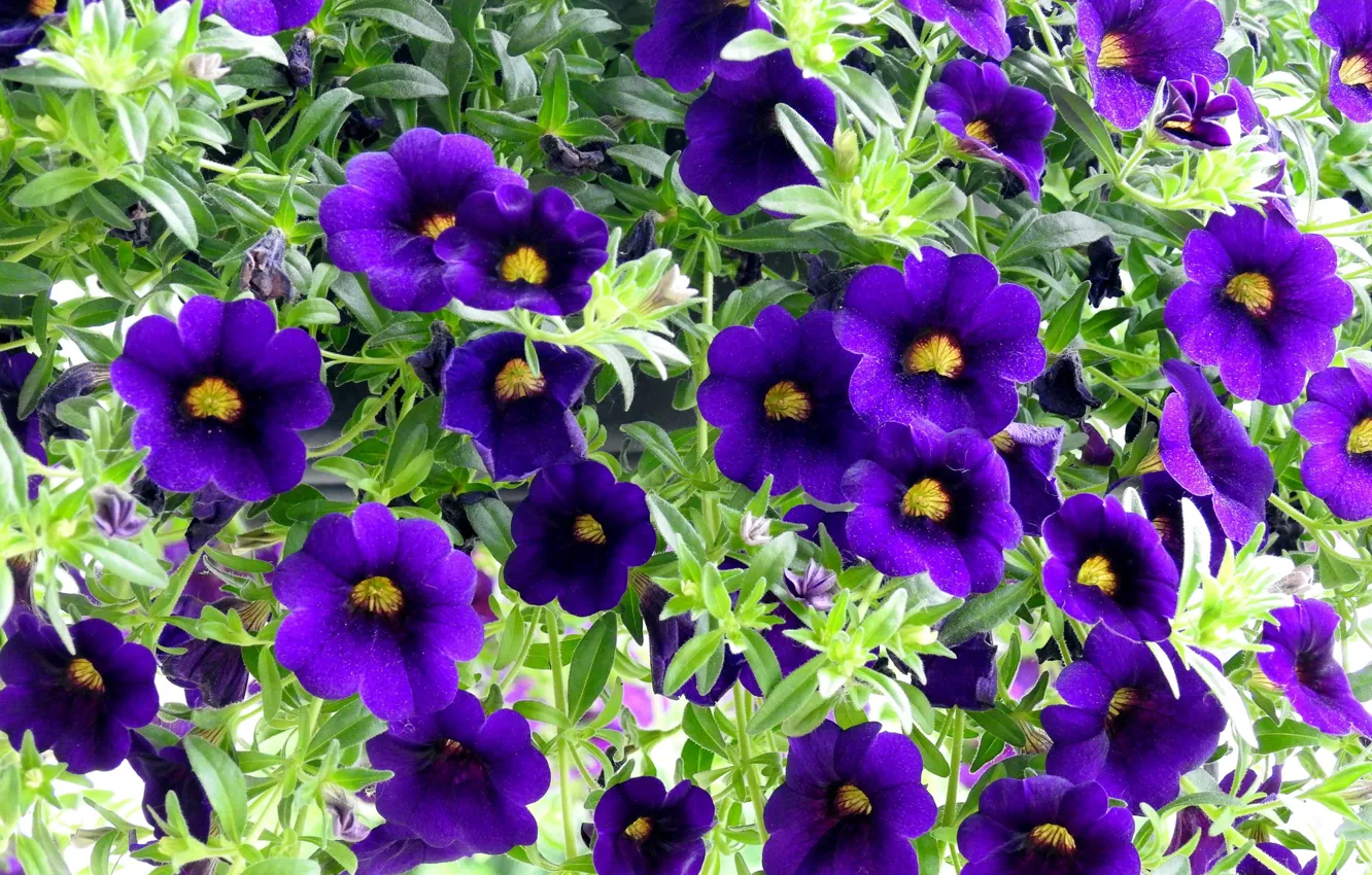 Photo wallpaper summer, flowers, petunias, purple petunias
