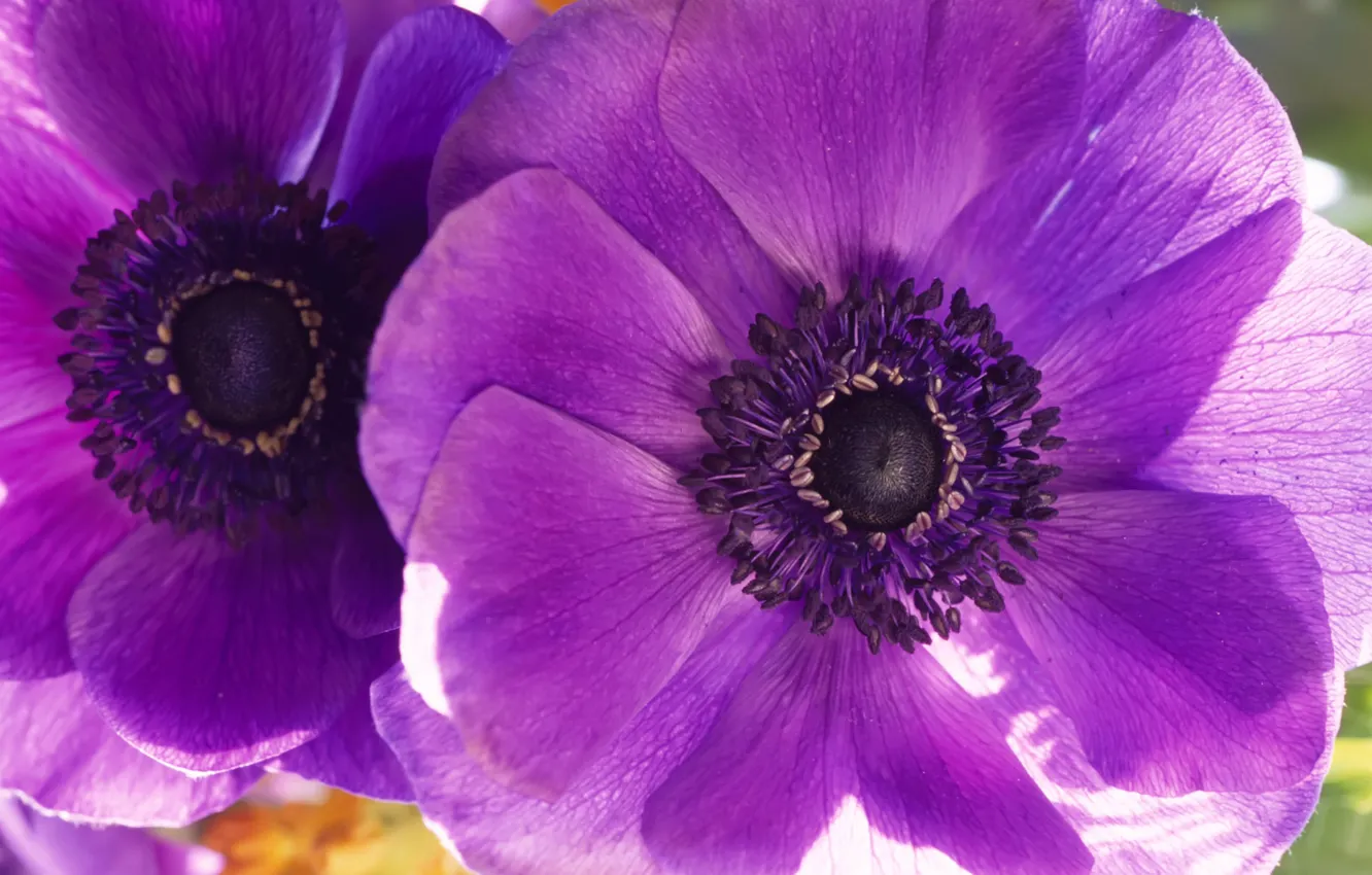 Photo wallpaper flower, purple, macro, flowers, Maki, petals, two