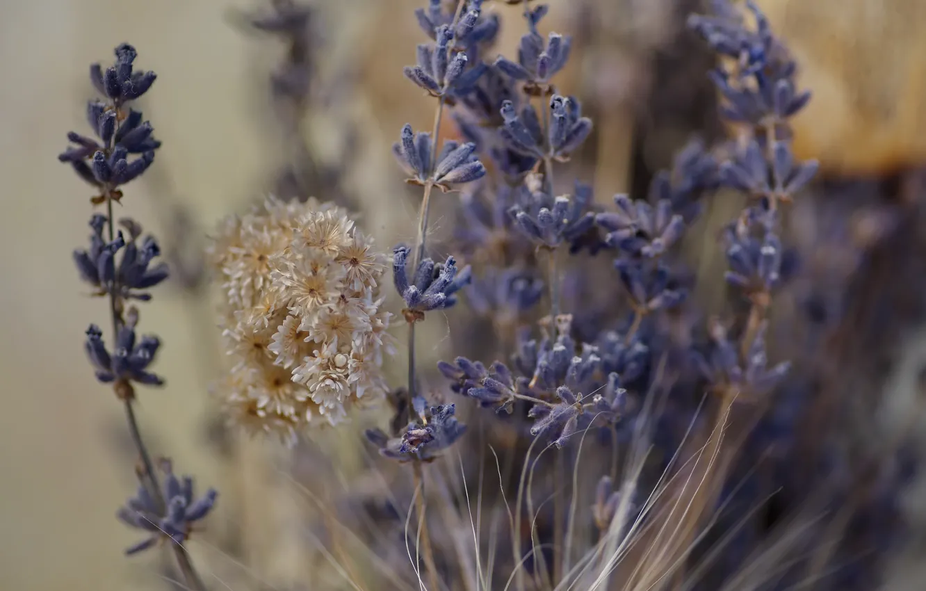 Photo wallpaper flowers, still life, lavender