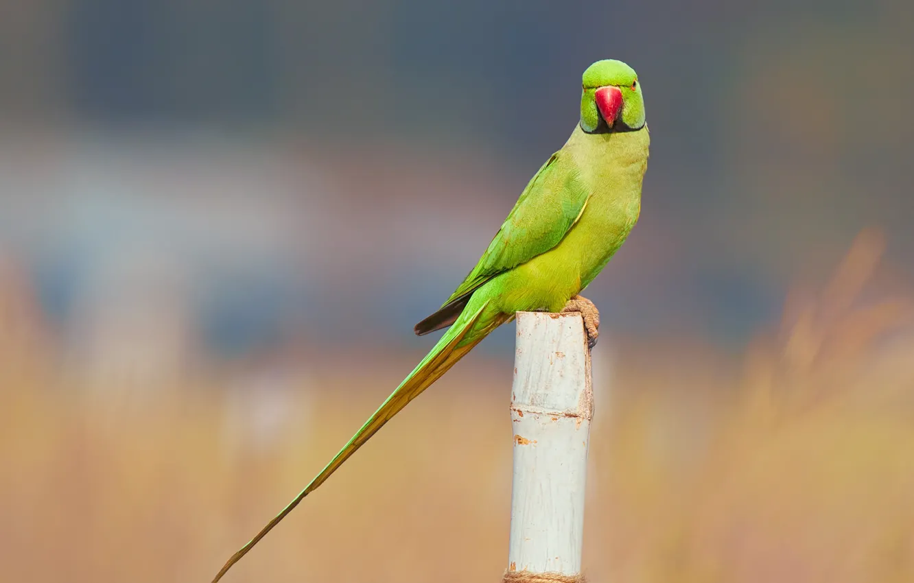 Photo wallpaper bird, wildlife, parakeet, rose-ringed