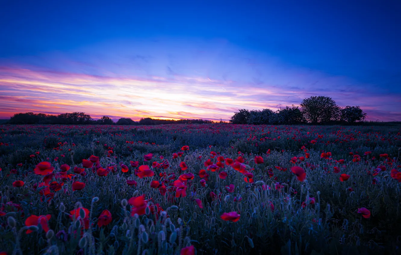 Photo wallpaper field, Maki, the evening