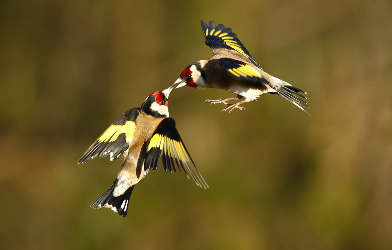 Photo wallpaper birds, two, in flight, goldfinches