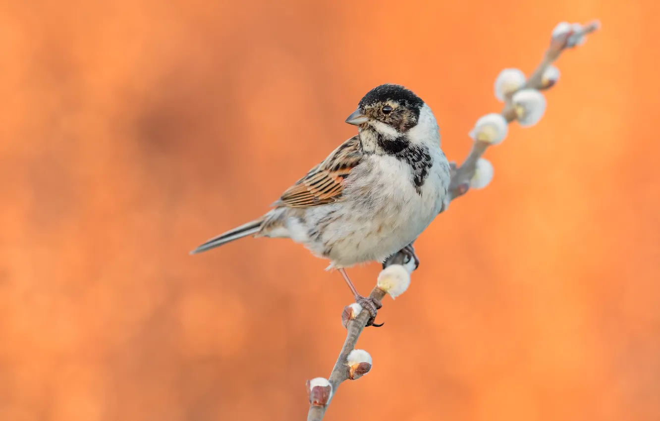 Photo wallpaper branches, bird, spring, orange background, Verba, oatmeal, Reed Bunting
