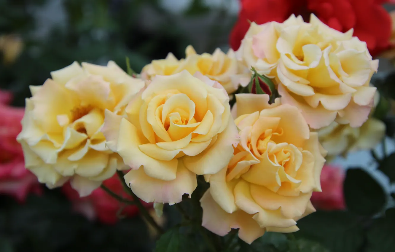 Photo wallpaper yellow, bokeh, roses