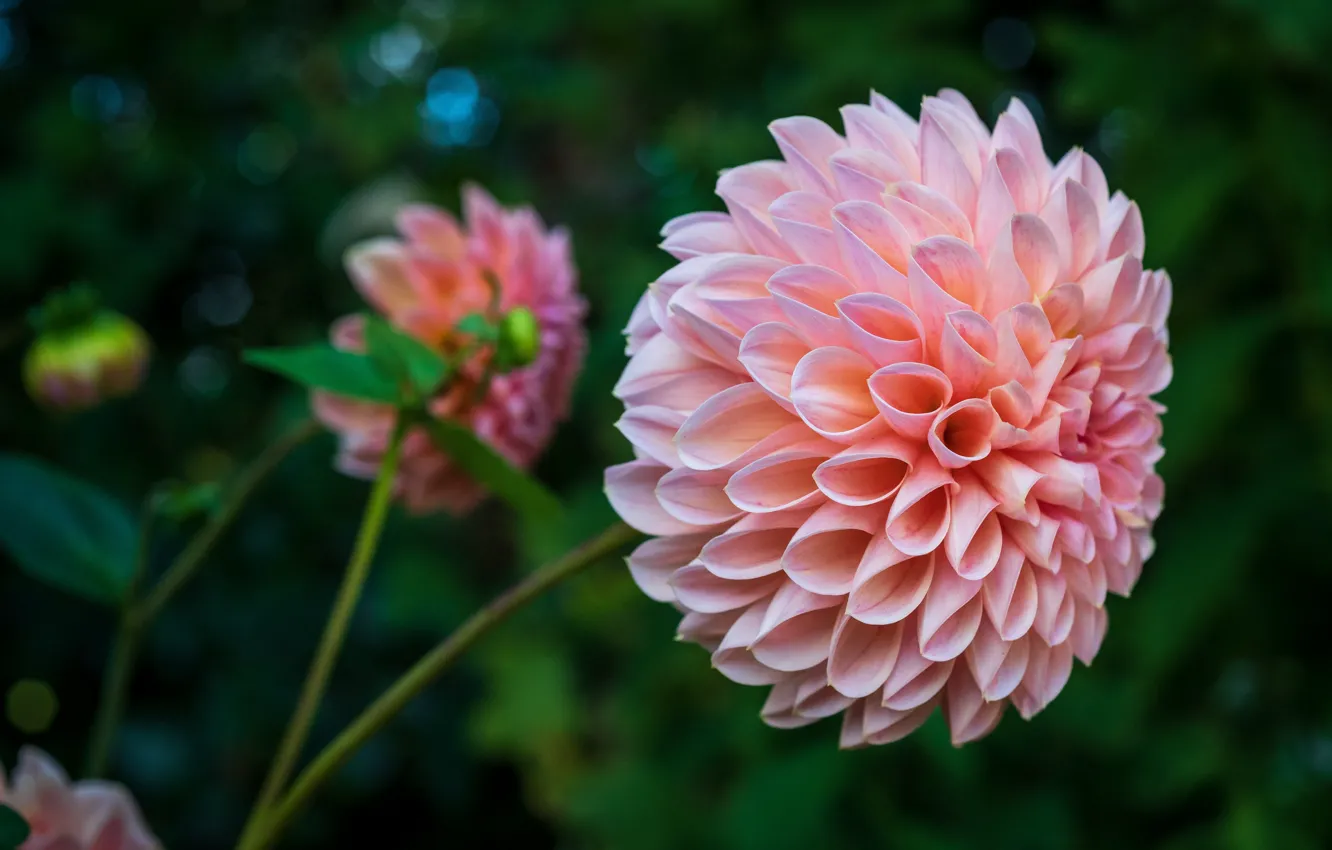 Photo wallpaper macro, flowers, pink, dahlias