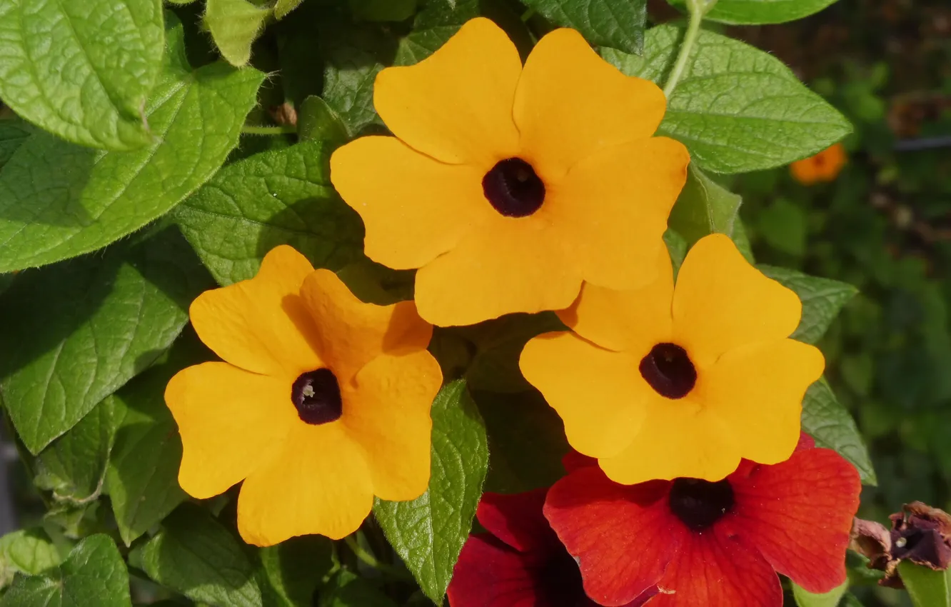 Photo wallpaper flowers, nature, orange