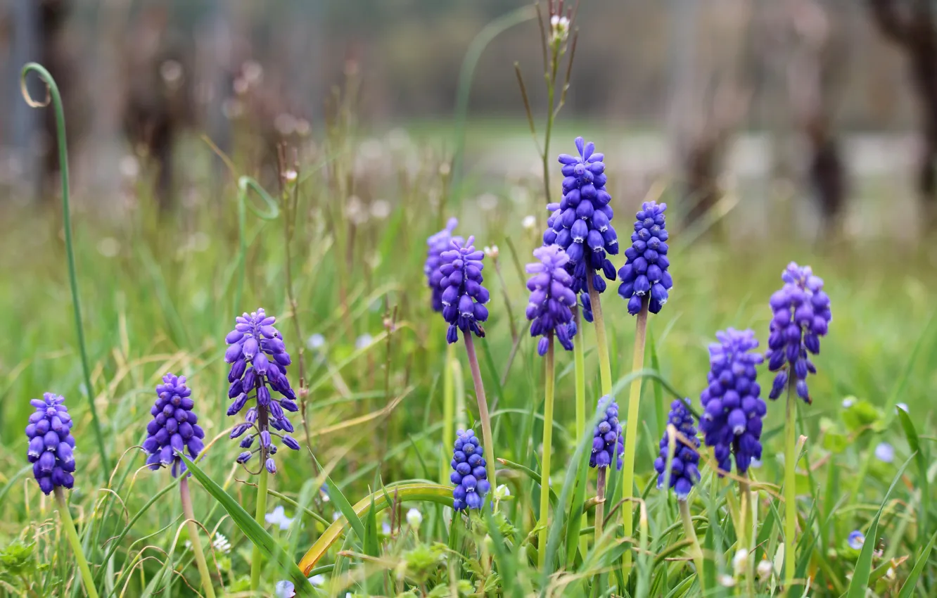 Photo wallpaper flowers, spring, Muscari, hyacinth mouse