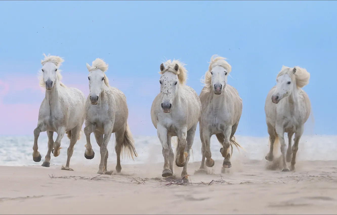 Photo wallpaper animal, horse, animals, five, horses, five, jump, Gallop