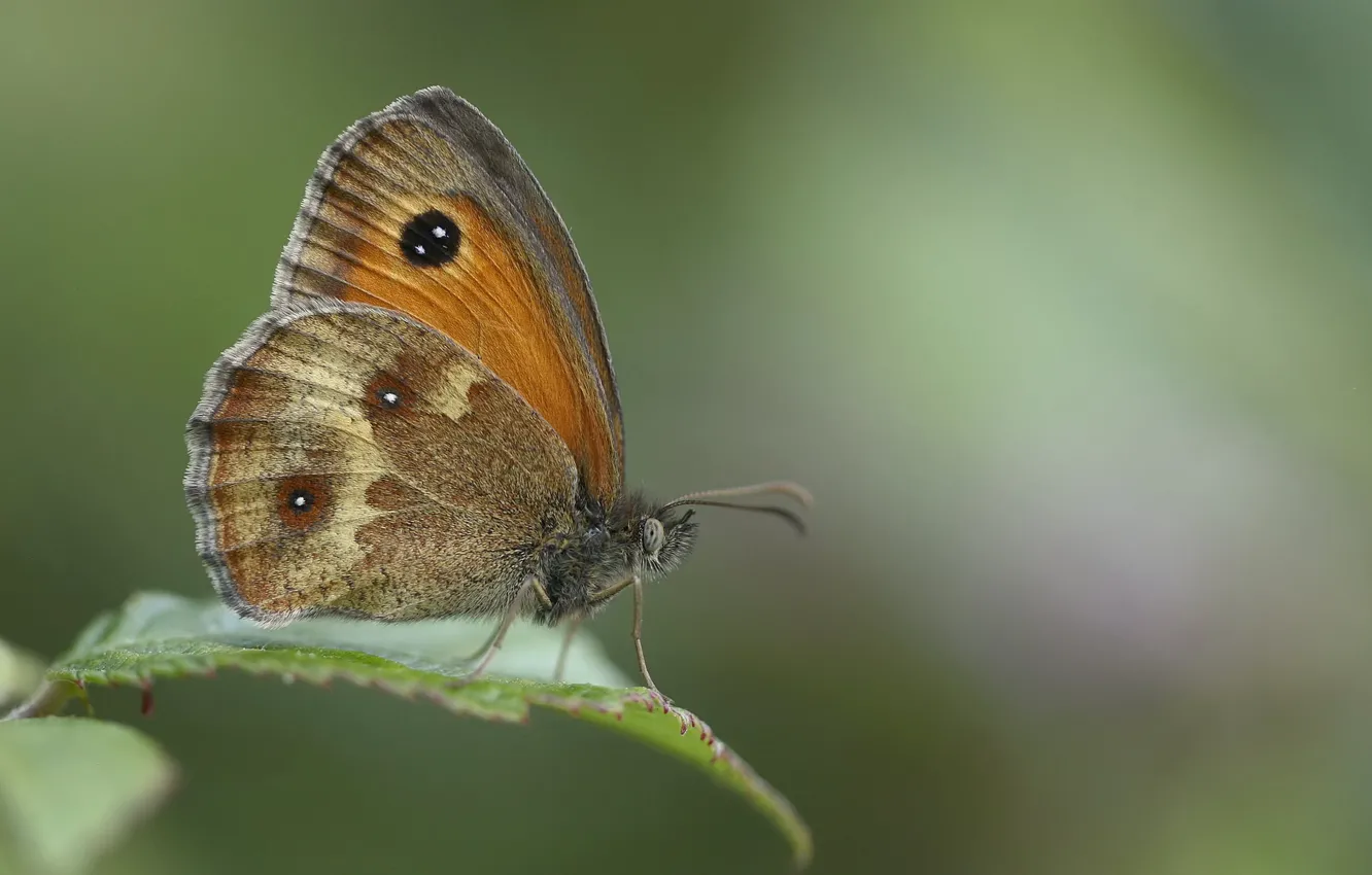 Photo wallpaper macro, butterfly, bokeh, ox-eye, the satyrinae bolooki