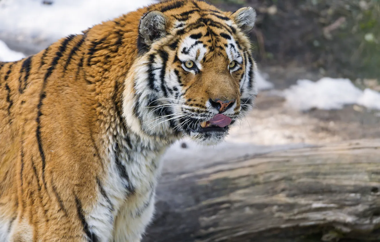 Photo wallpaper language, cat, look, tiger, the Amur tiger, ©Tambako The Jaguar