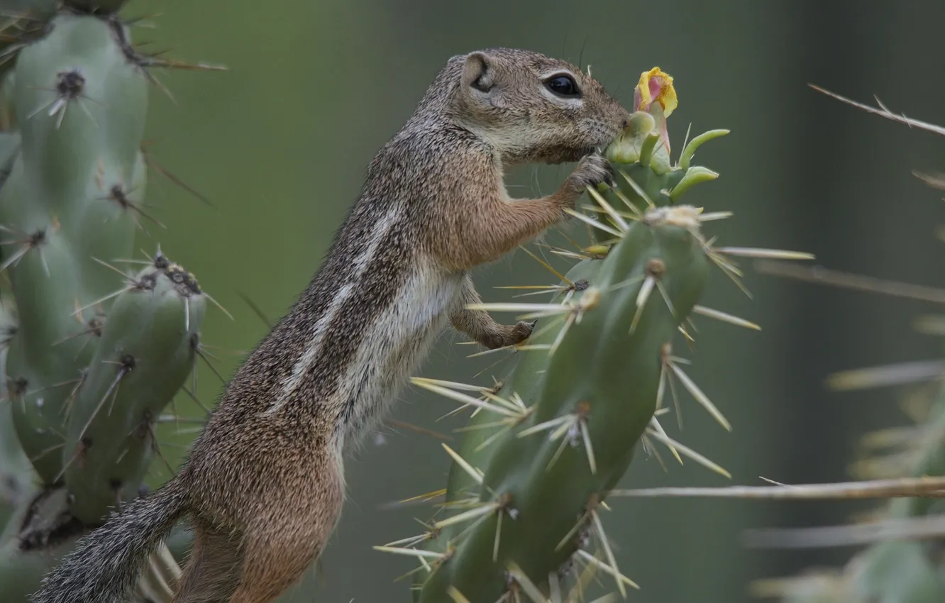 Photo wallpaper needles, cactus, gopher, Deer-gopher Harris