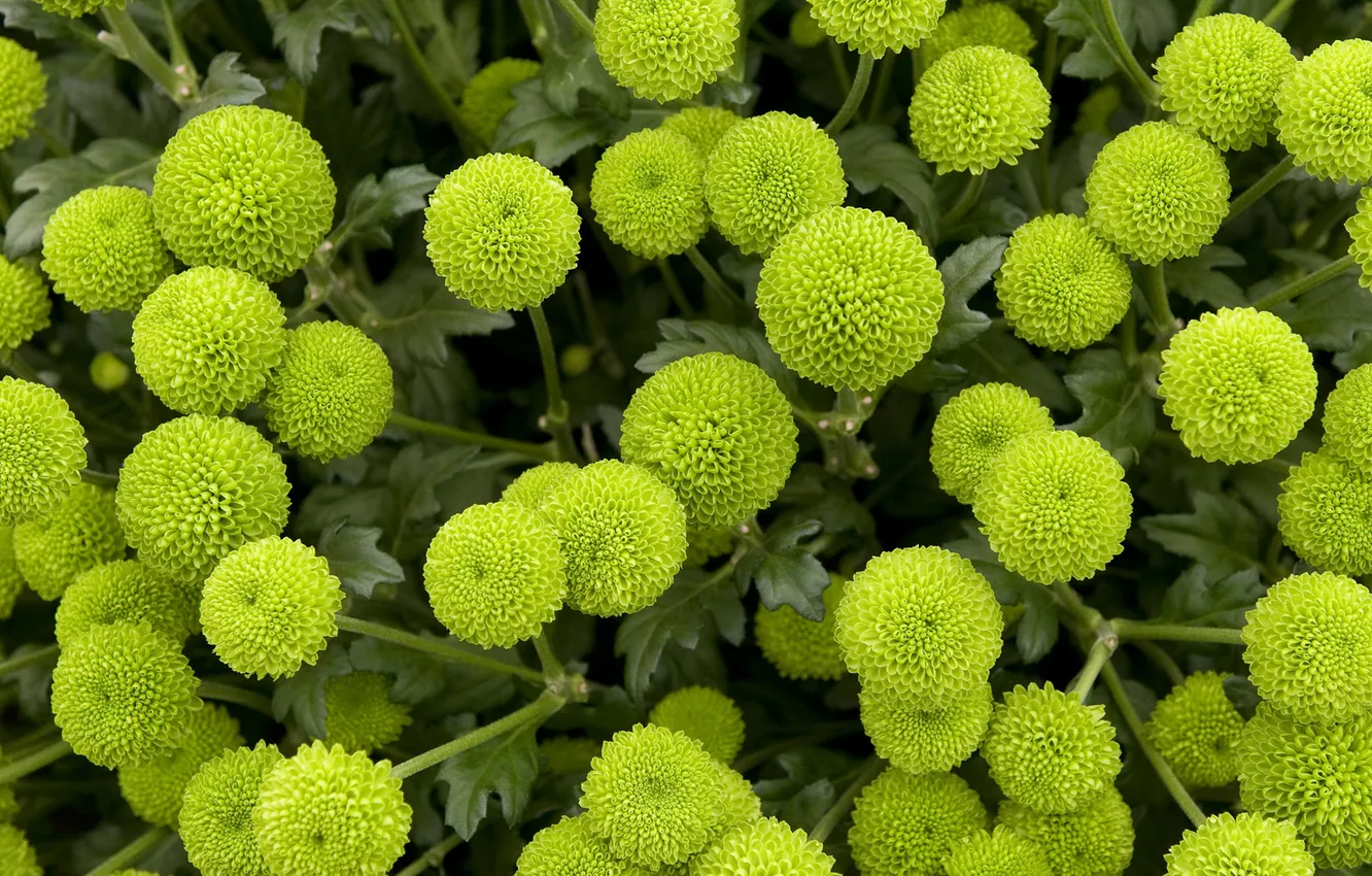 Photo wallpaper yellow, round, form