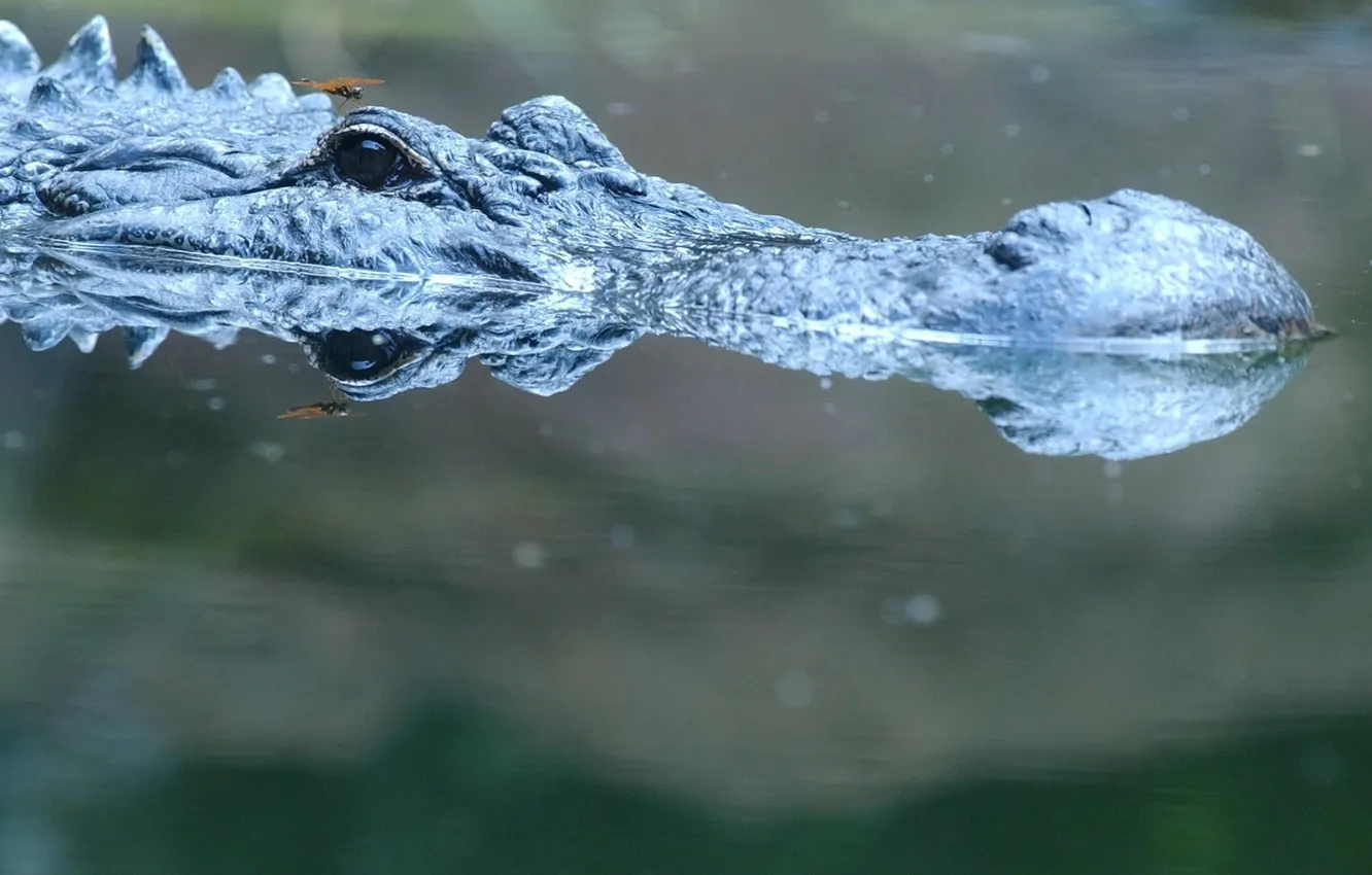 Photo wallpaper crocodile, pond, observation, dip