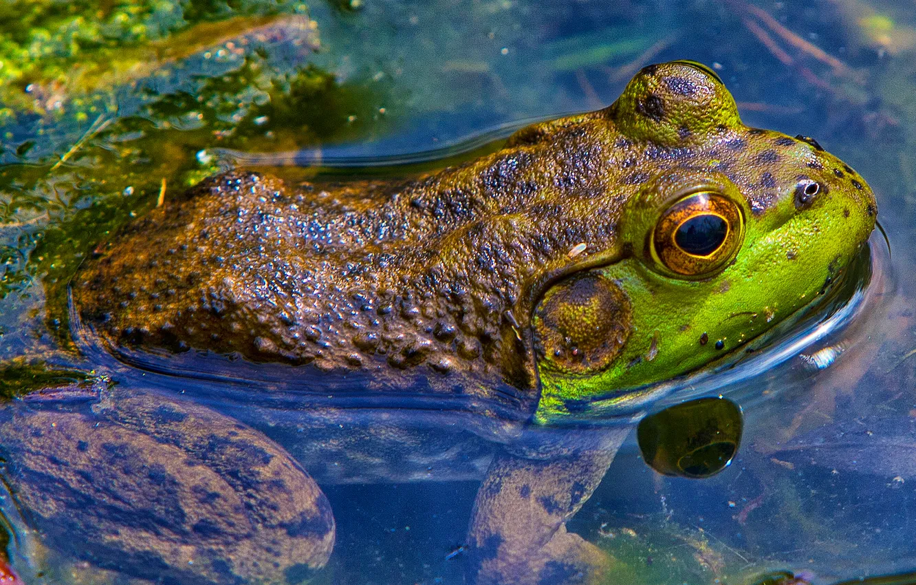 Photo wallpaper eyes, water, nature, frog
