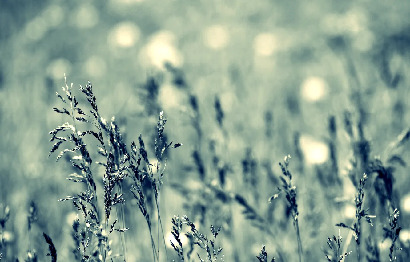 Photo wallpaper grass, light, nature, background, Wallpaper, glade, color, spikelets