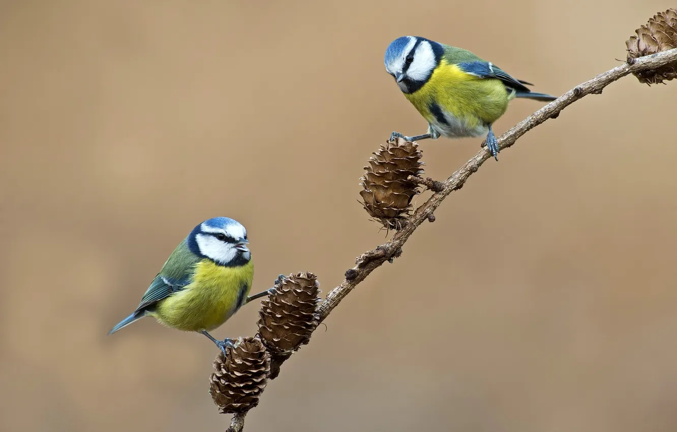 Photo wallpaper bird, branch, pair, bumps, tit
