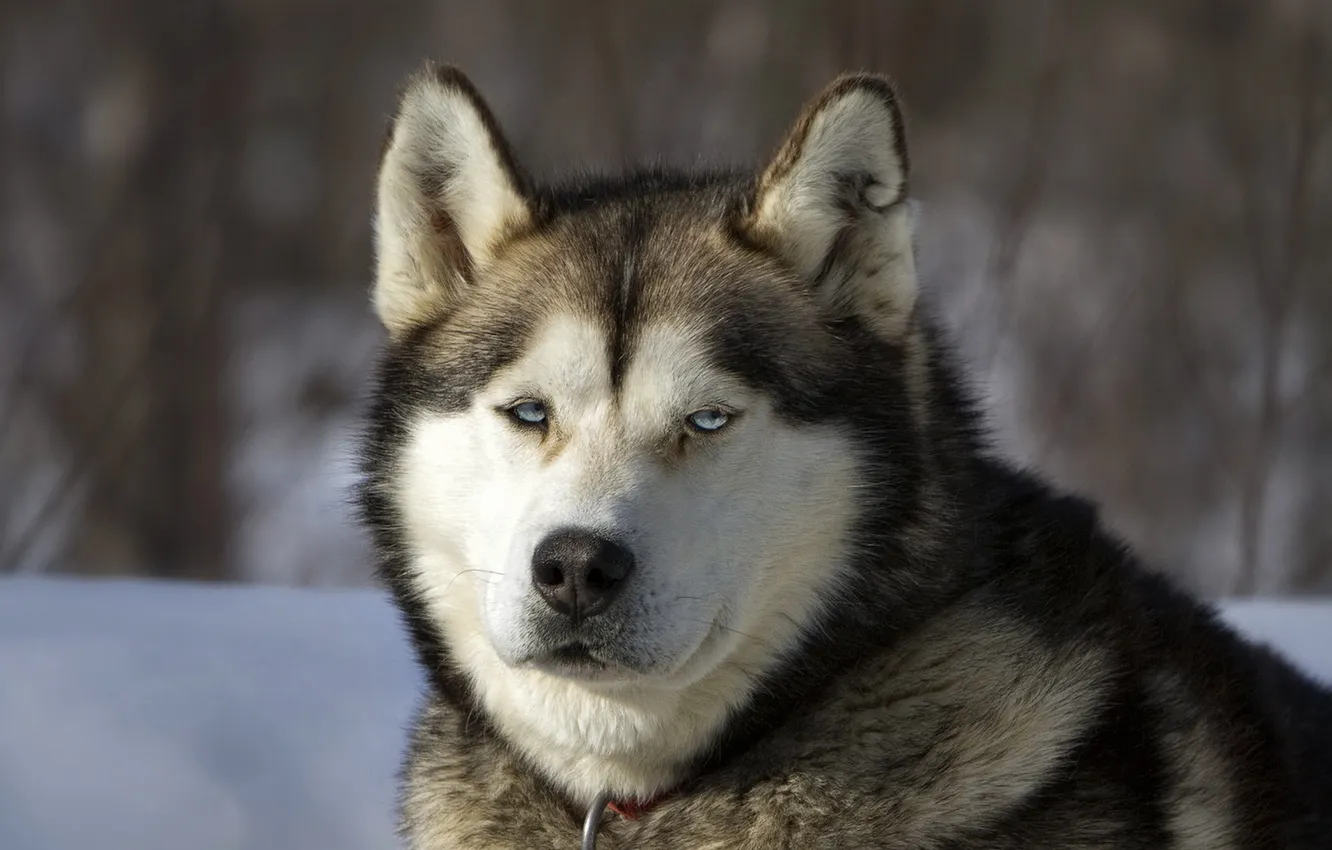 Photo wallpaper look, each, dog