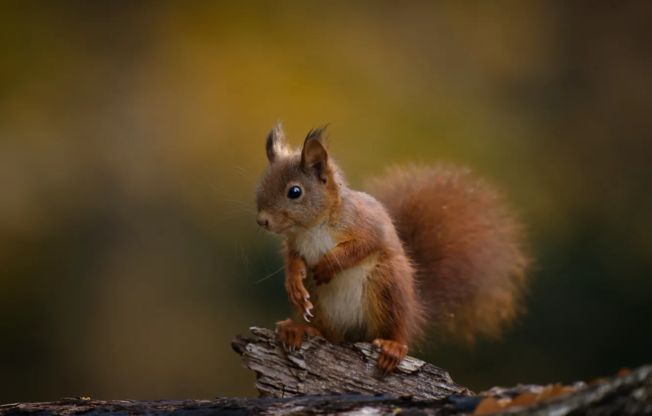 Photo wallpaper animal, protein, rodent