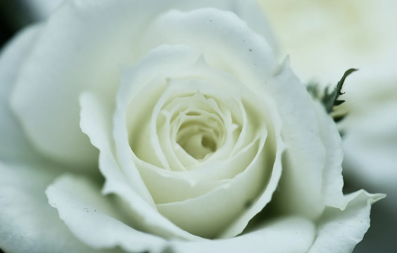 Photo wallpaper white, macro, rose