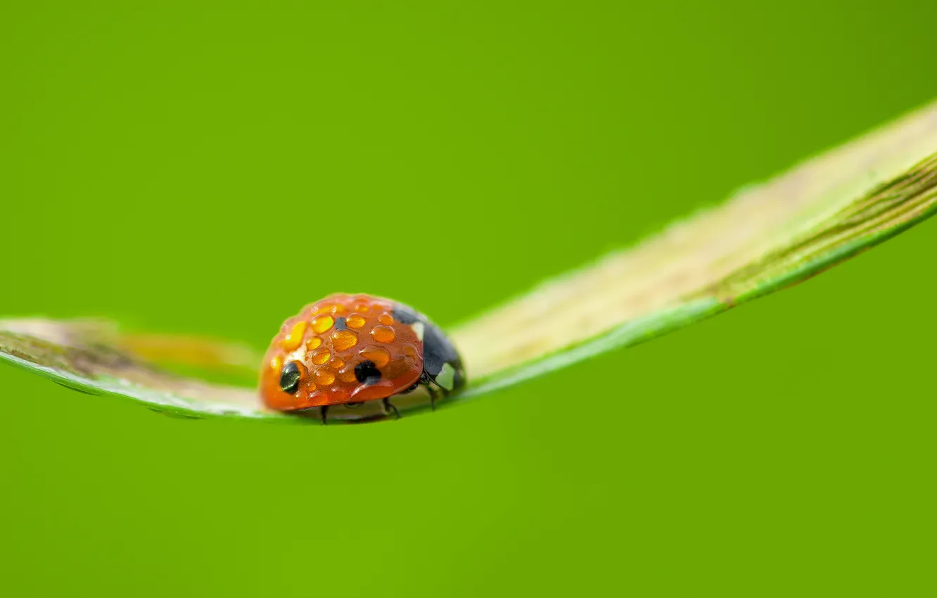 Photo wallpaper nature, background, ladybug