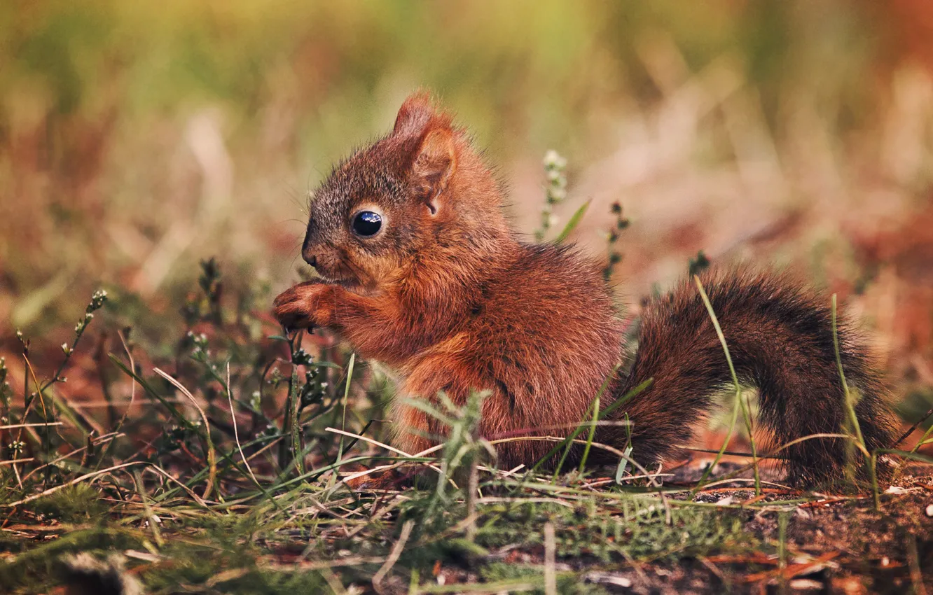 Photo wallpaper nature, squirrel, by Thunderi