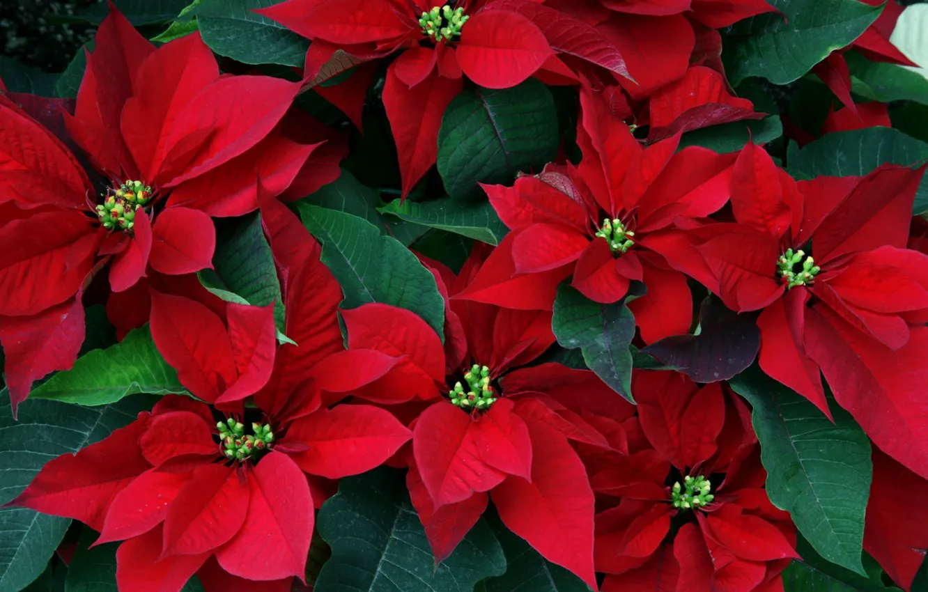 Photo wallpaper leaves, flowers, red, puansetiya, Christmas star